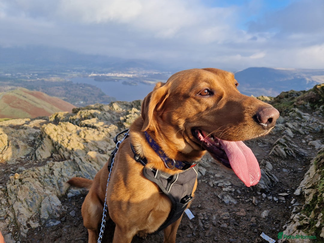 Labrador Retriever dogs for sale: Beautiful Labrador puppies  - Image 14