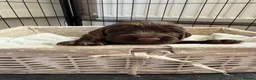 Cocker Spaniel dogs for sale: Working cocker spaniel puppies  in Orpington - Advert 5