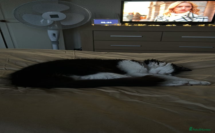 Domestic Shorthair cats - Advert 3