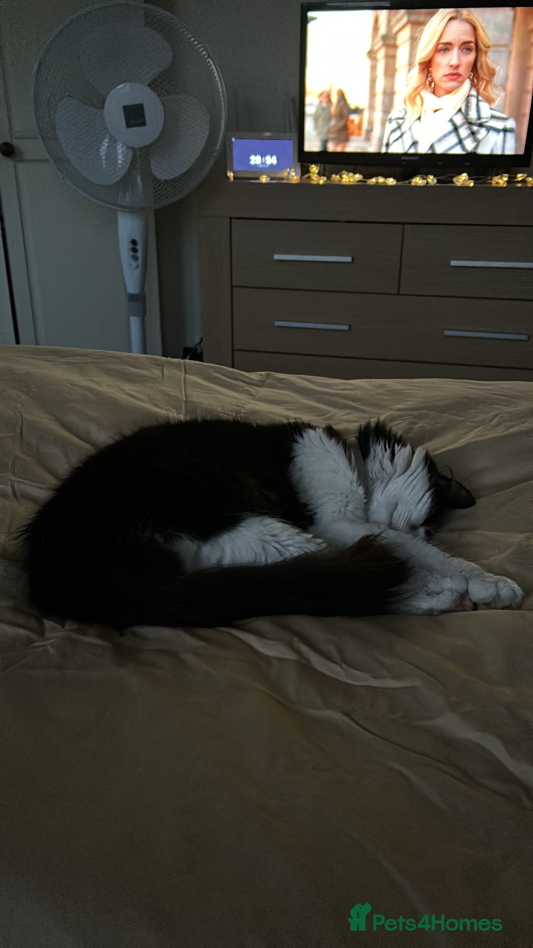 Domestic Shorthair cats for sale: Two year old female cat - Image 1