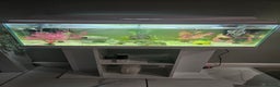 Other/Mixed Breed fish for sale: Fish, Frogs and Tank for sale  - Advert 1