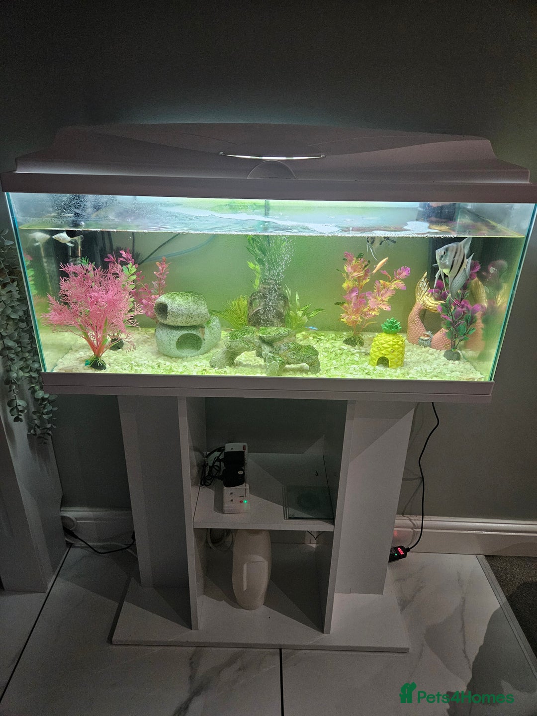 Other/Mixed Breed fish for sale: Fish, Frogs and Tank for sale  - Advert 1