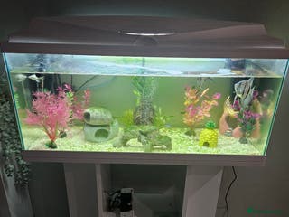 Other/Mixed Breed fish Fish, Frogs and Tank for sale - Advert 1