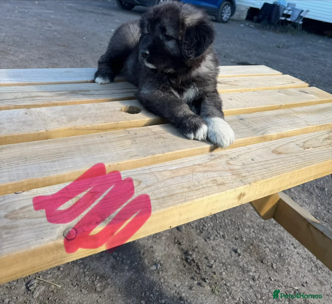Caucasian Shepherd Dog dogs for sale: 3 stunning Caucasian shepherd pups 1 girl 2 male - Advert 2