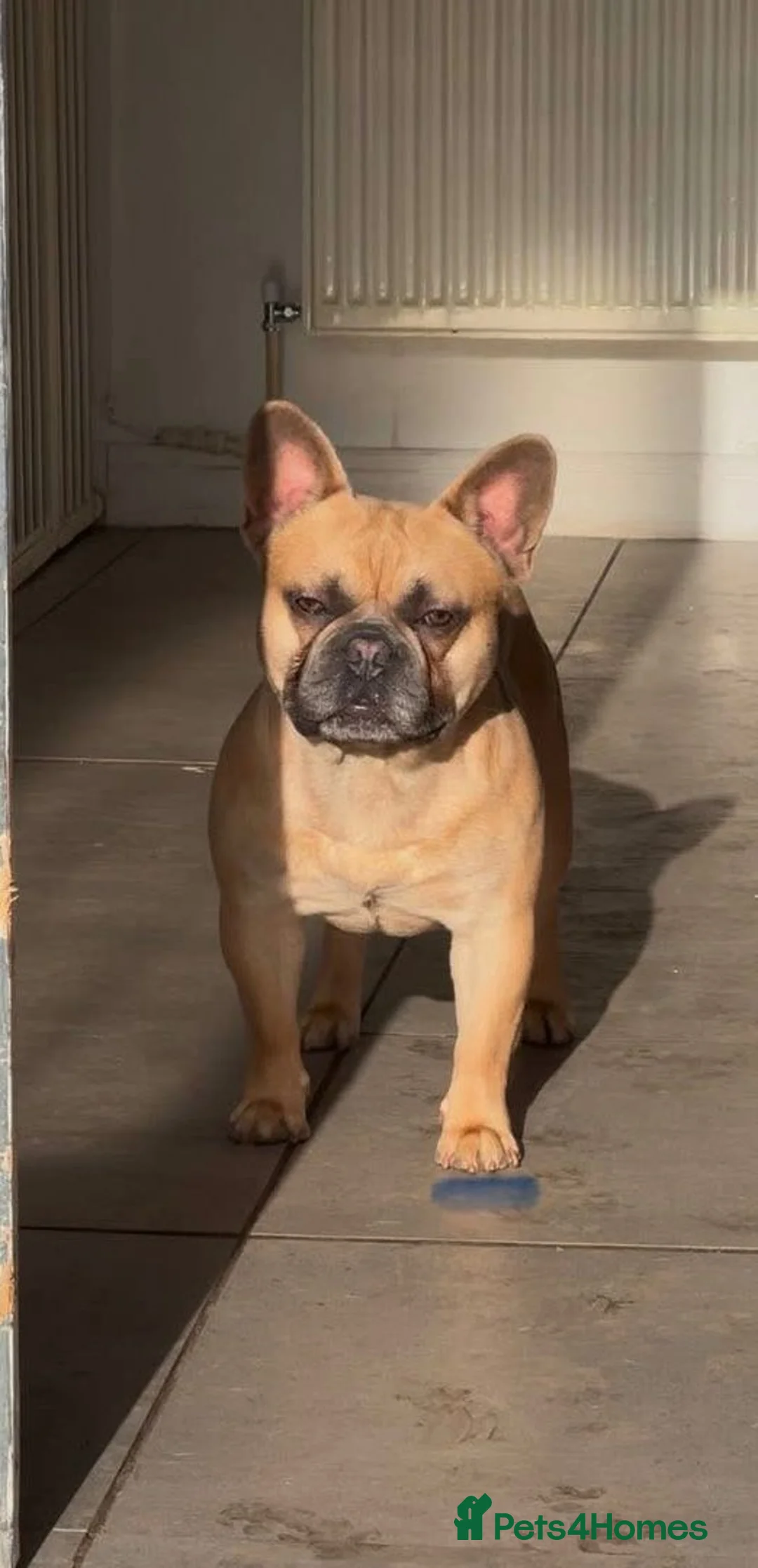 French Bulldog dogs for sale: French Bulldog - Advert 3