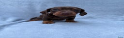 Miniature Dachshund dogs for sale: Gorgeous Miniature smooth Dachshunds  - Advert 14