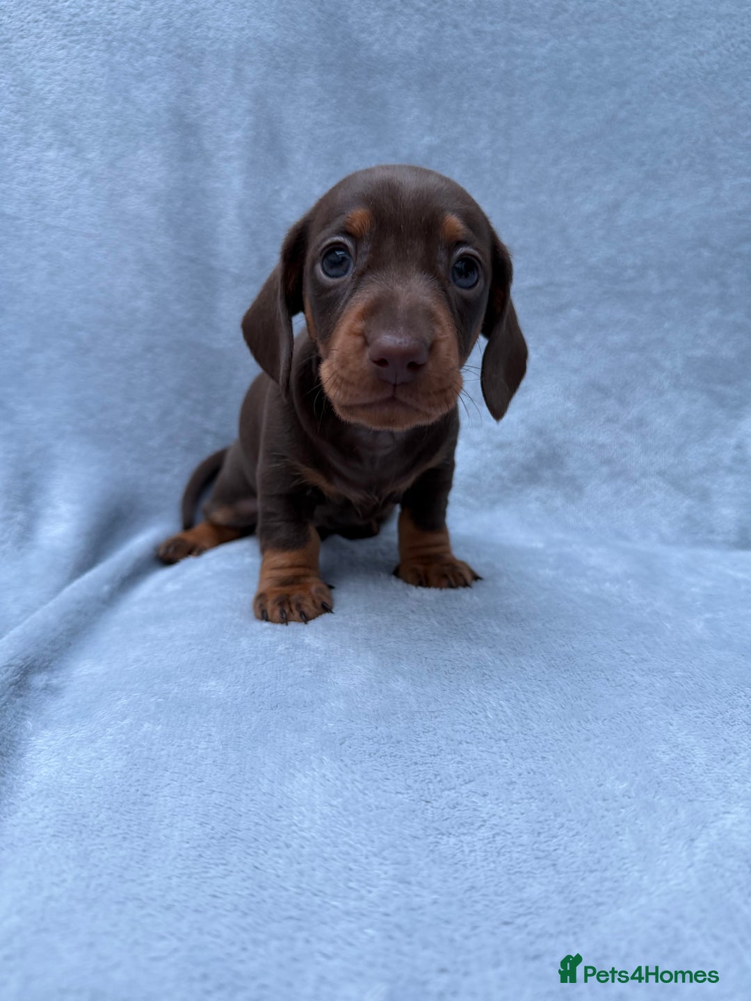 Miniature Dachshund dogs for sale: Gorgeous Miniature smooth Dachshunds  - Advert 14