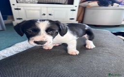 Sprollie dogs for sale: 3 beautiful sprollie pups - Image 21