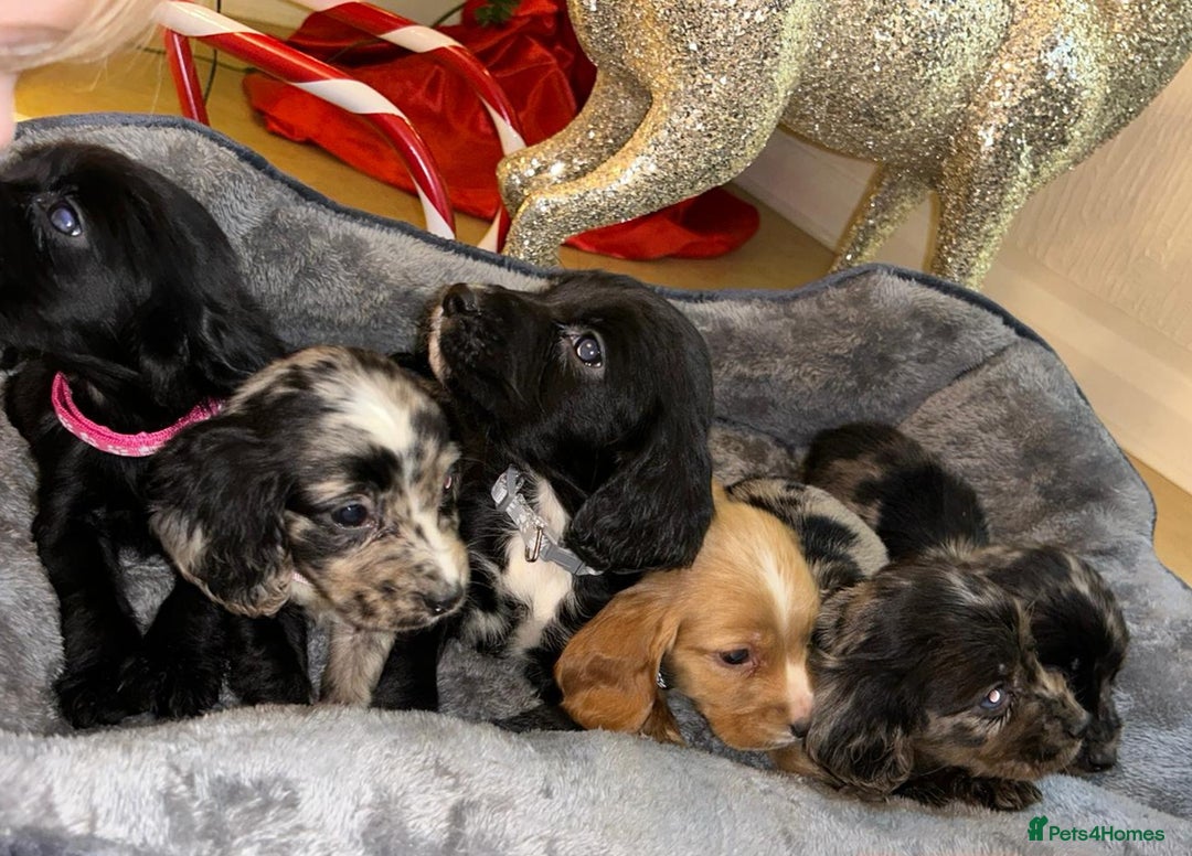Cocker Spaniel dogs for sale: 6 beautiful cocker spaniel puppies  - Advert 6