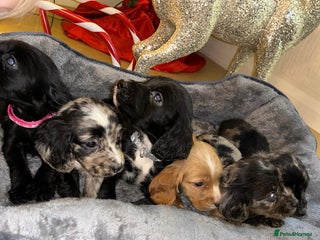 Cocker Spaniel dogs 6 beautiful cocker spaniel puppies - Advert 18