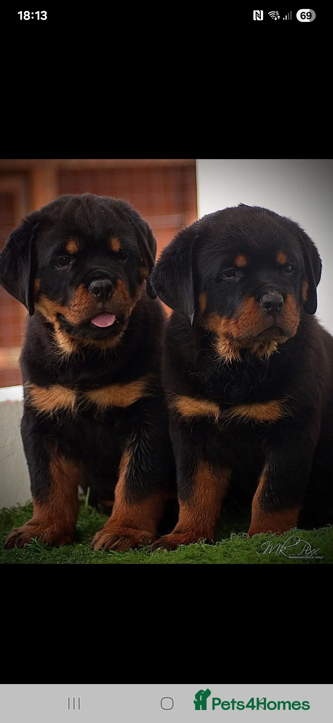 Rottweiler dogs for stud: Kc registered proven big rottweiler stud in Aylesbury - Advert 18