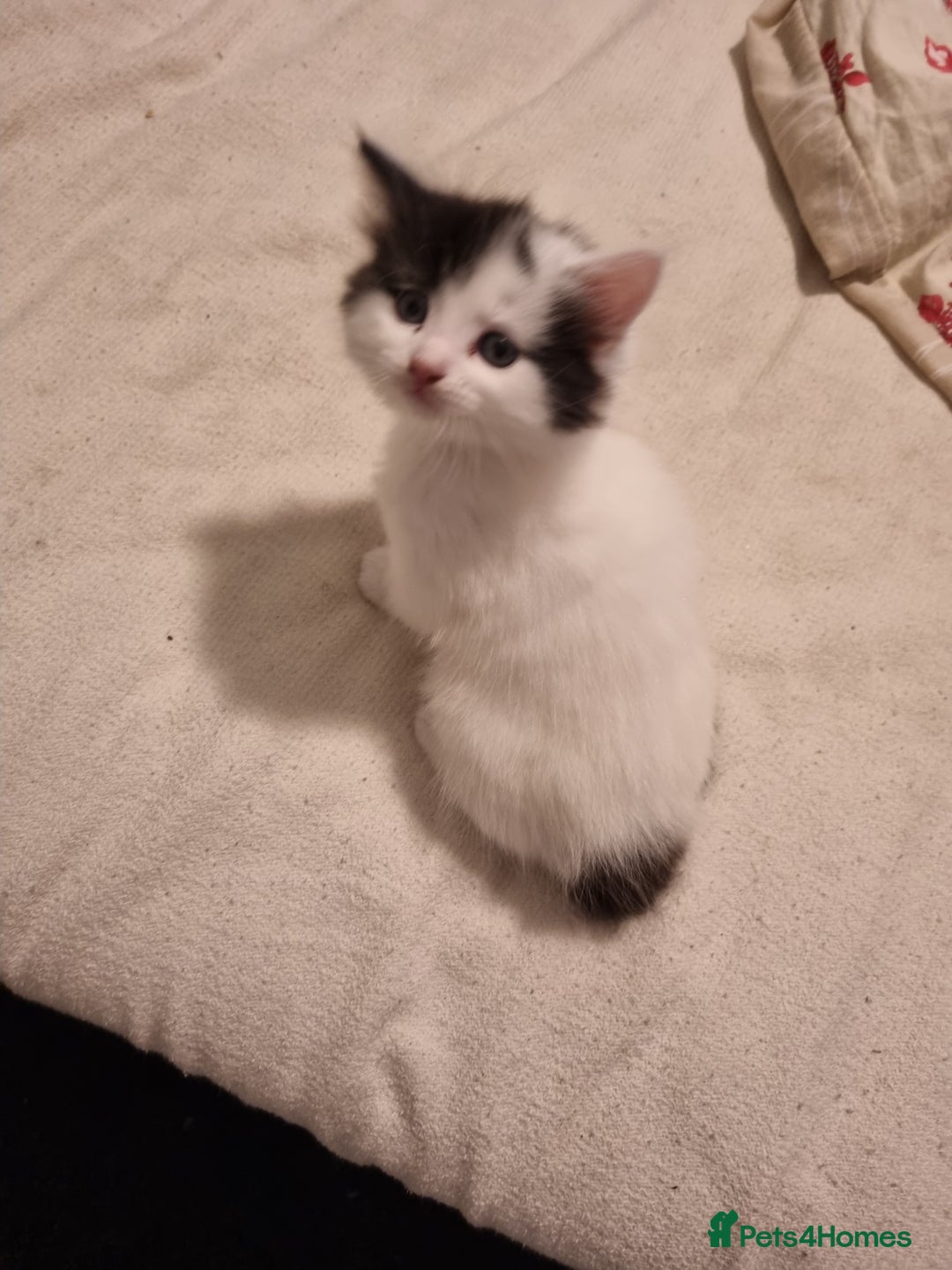 RagaMuffin cats for sale: Gorgeous RagamuffinX  - Advert 9