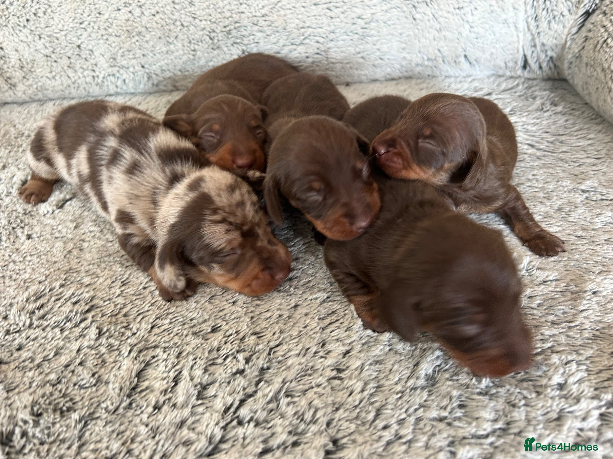 Miniature Dachshund dogs KC,Health tested DNA clear,pedigree mini dachshund - Advert 1