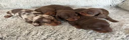Miniature Dachshund dogs for sale: 1 girl ready now, KC, health tested,PRA clear - Advert 3