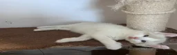 Ragdoll cats for sale: Stunning Ragdoll kittens💙&🩷 - Advert 30