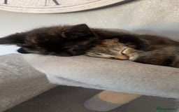 British Shorthair cats for sale: 1 female tortoiseshell  - ready now  in Southampton - Image 1