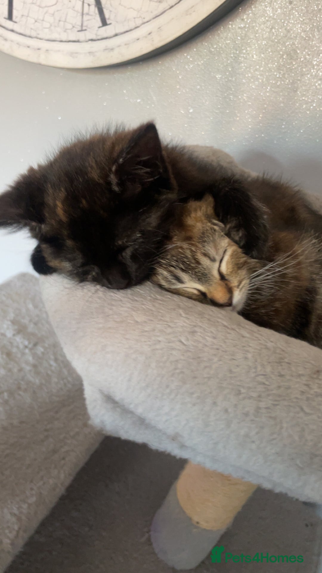 British Shorthair cats for sale: 1 female tortoiseshell  - ready now  in Southampton - Image 1