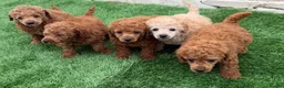 Toy Poodle dogs for sale: Kc red toy poodle puppys - Advert 15