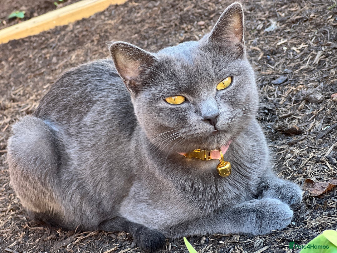 British Shorthair cats for sale: Kiki , blue British shorthair  - Image 6