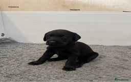 Labrador Retriever dogs for sale: Beautiful KC Black Female Pups  - Image 11
