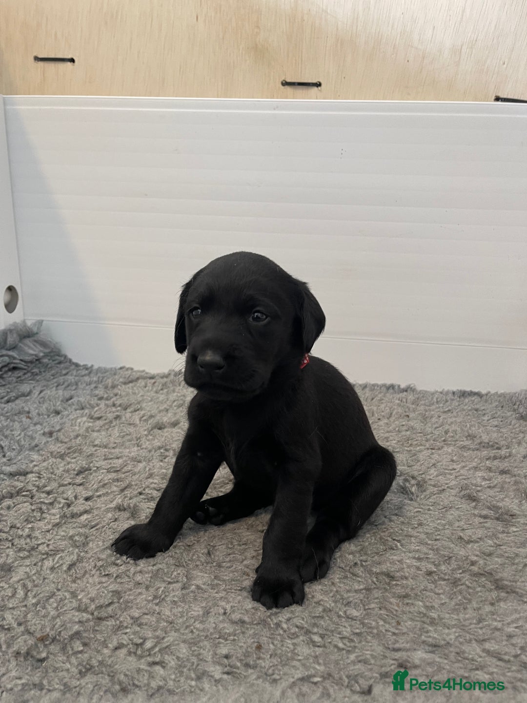 Labrador Retriever dogs for sale: Beautiful KC Black Female Pups  - Image 11