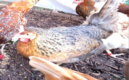 Chickens poultry for sale: 3 chickens 1 Easter Egger & 2 silver leghorn - Image 2