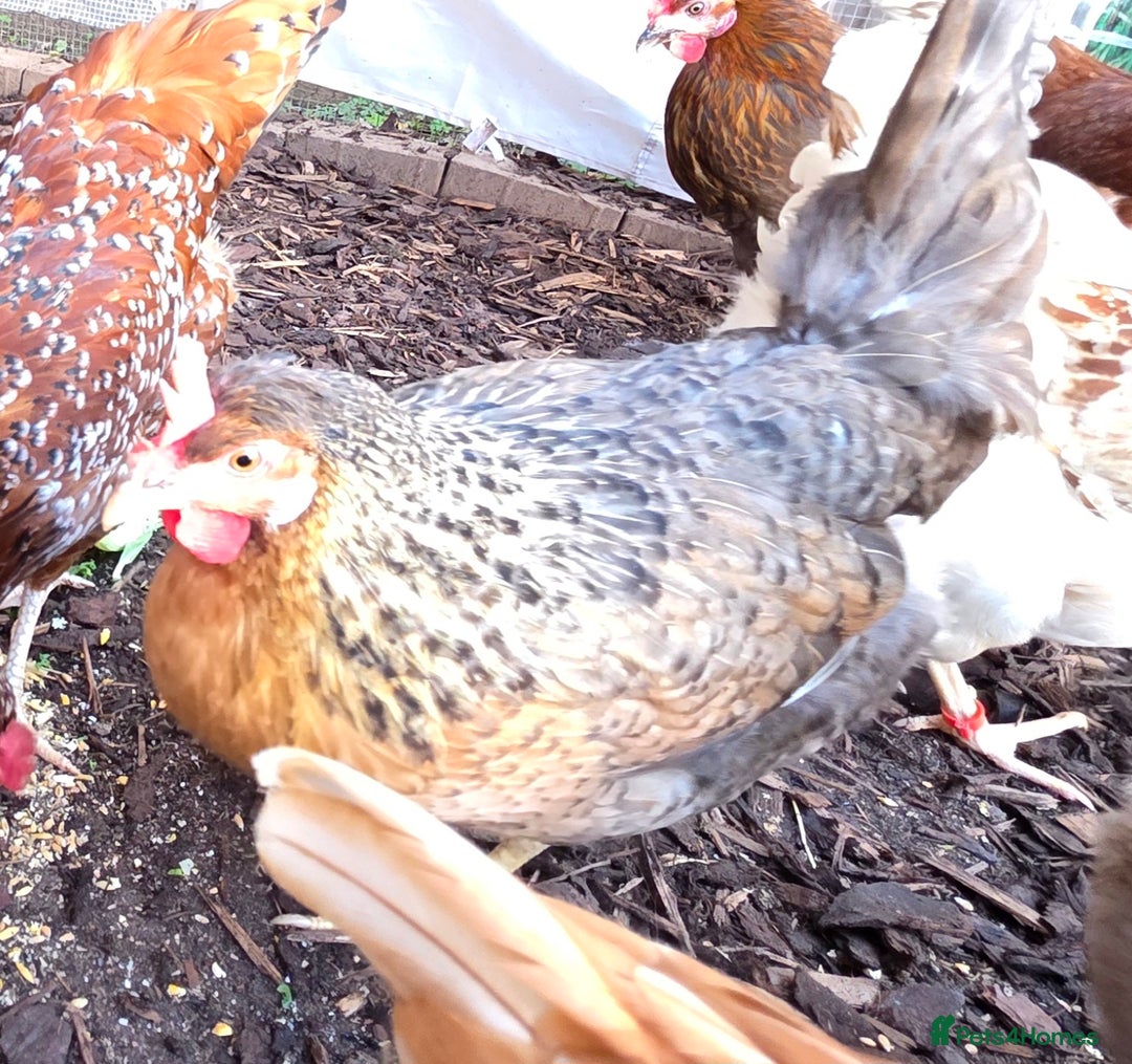 Chickens poultry for sale: 3 chickens 1 Easter Egger & 2 silver leghorn - Image 2