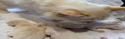 Ragdoll cats for sale: Rare Flame Lynx Ragdoll Kittens excellent Quality  - Advert 4