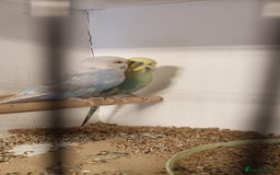 Budgerigars birds for sale: Budgies  - Image 3