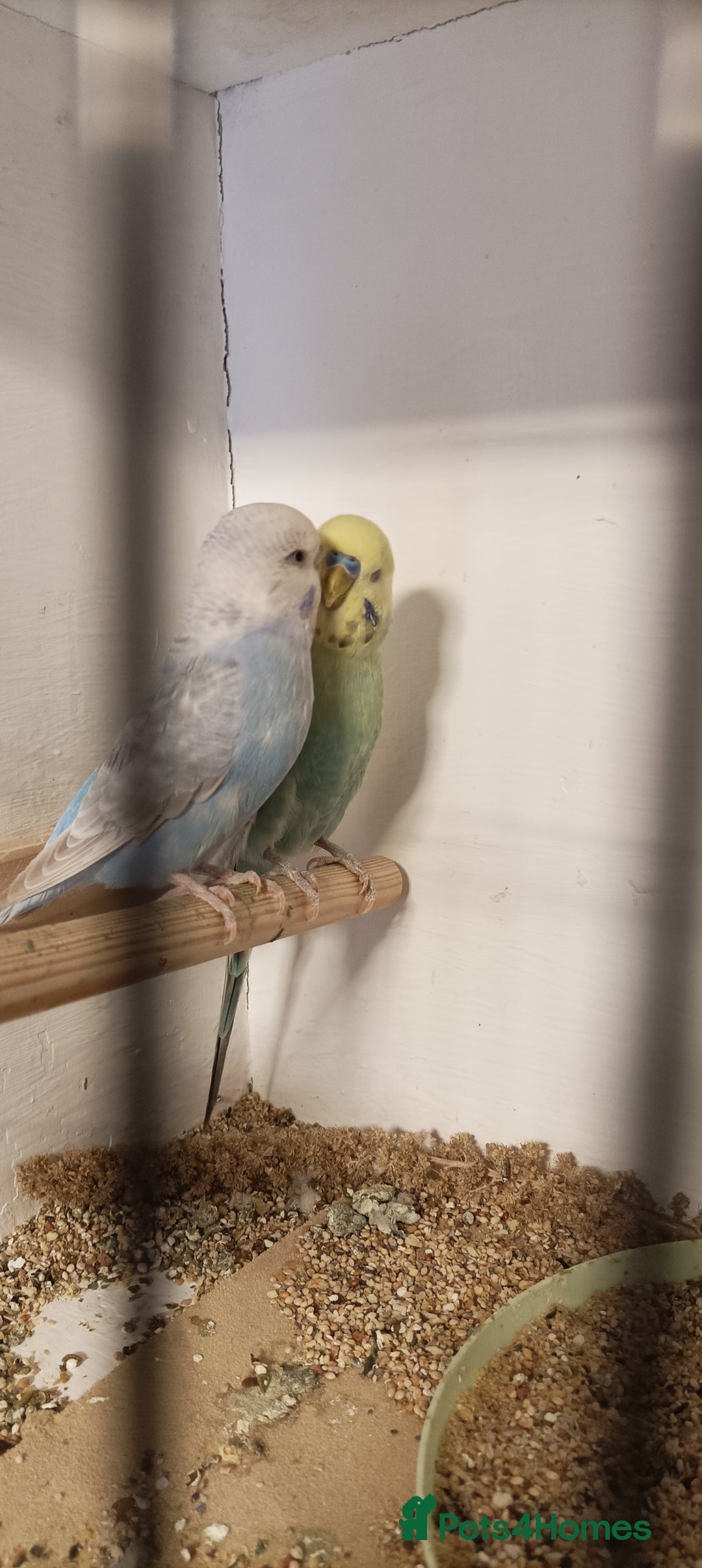 Budgerigars birds for sale: Budgies  - Image 3