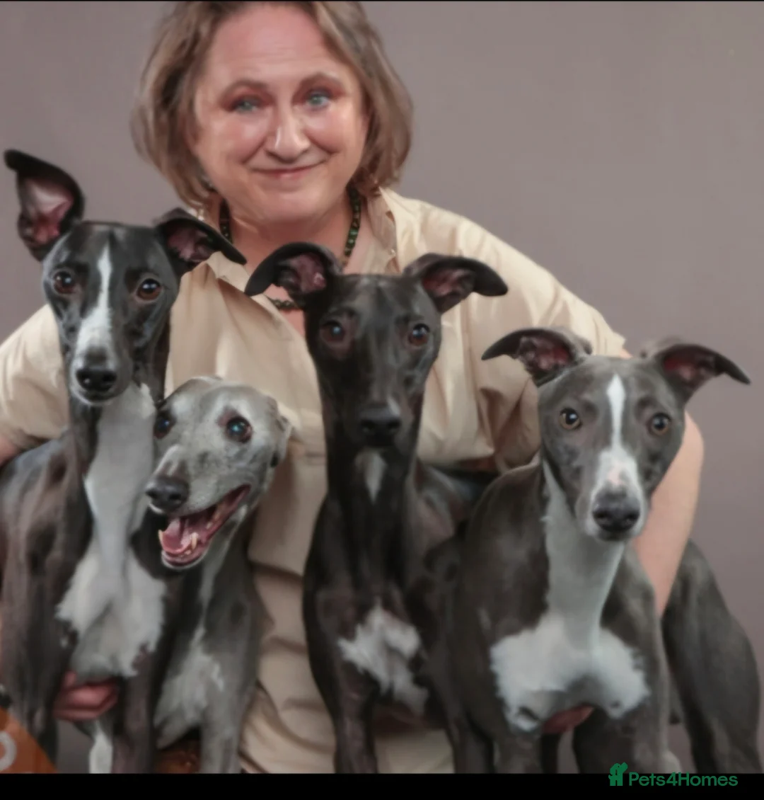 Whippet dogs for stud: Eidynrock Sangoma with Silkspun ,Sportingbred.X in Glasgow - Advert 6