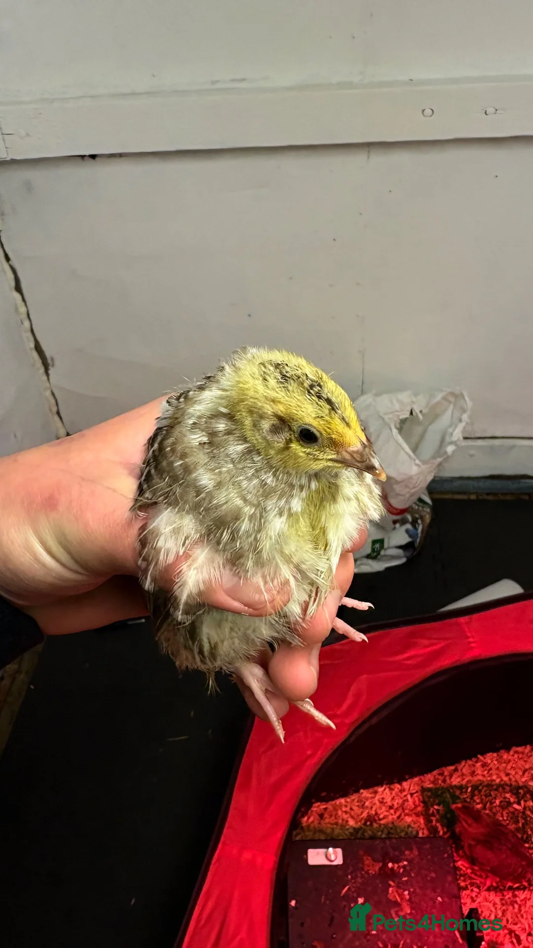 Quail poultry for sale: Coturnix Quail in Malpas - Advert 2