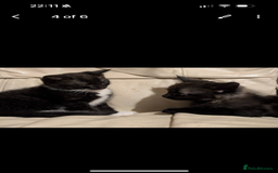 Domestic Shorthair cats for sale: Kittens for sale  - Image 4