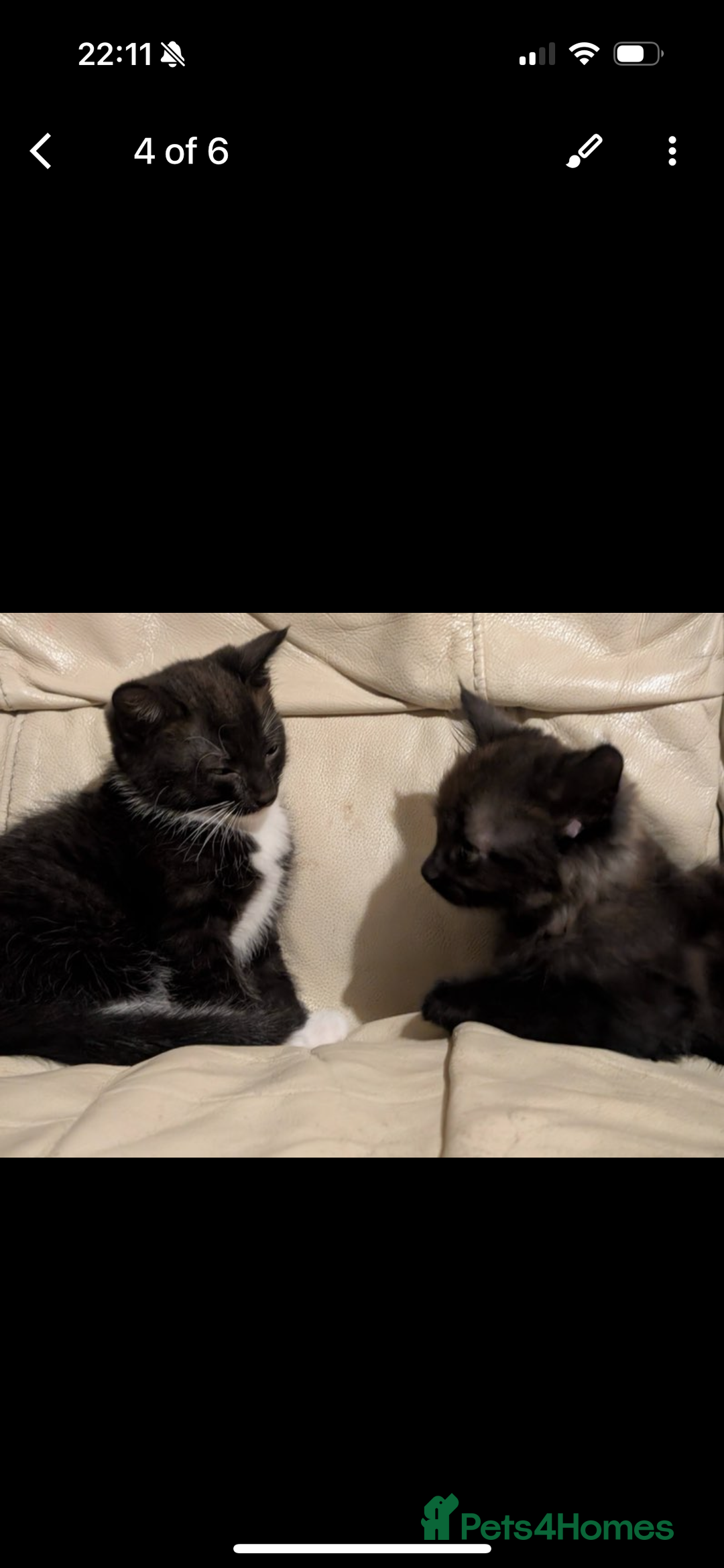 Domestic Shorthair cats for sale: Kittens for sale  - Image 4