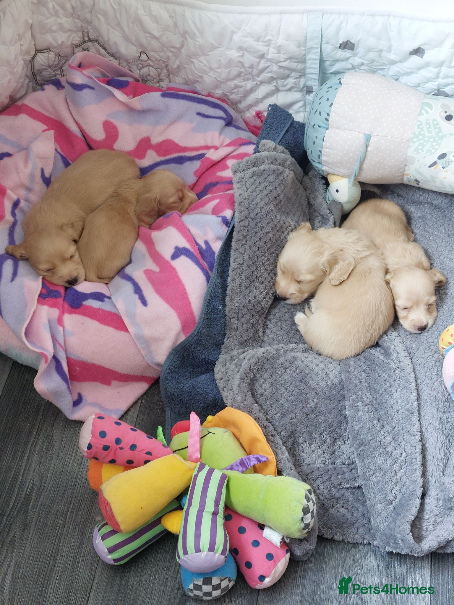 Miniature Dachshund dogs PEDIGREE CREAM LONG HAIRED MINI DACHSHUNDS - Advert 2