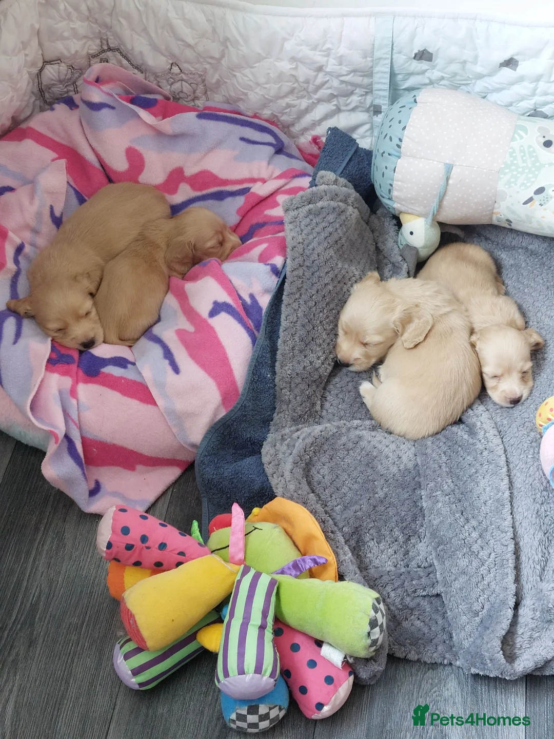 Miniature Dachshund dogs for sale: PEDIGREE CREAM LONG HAIRED MINI DACHSHUNDS - Advert 2