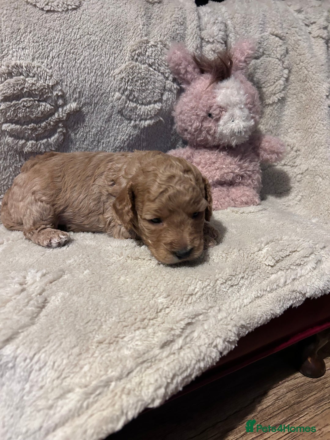 Cockapoo dogs for sale: Toy cockapoo puppies 3 boys 2 girls fox red  - Image 11