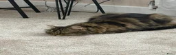 Domestic Shorthair cats for sale: Female cat in Middlesbrough - Advert 2