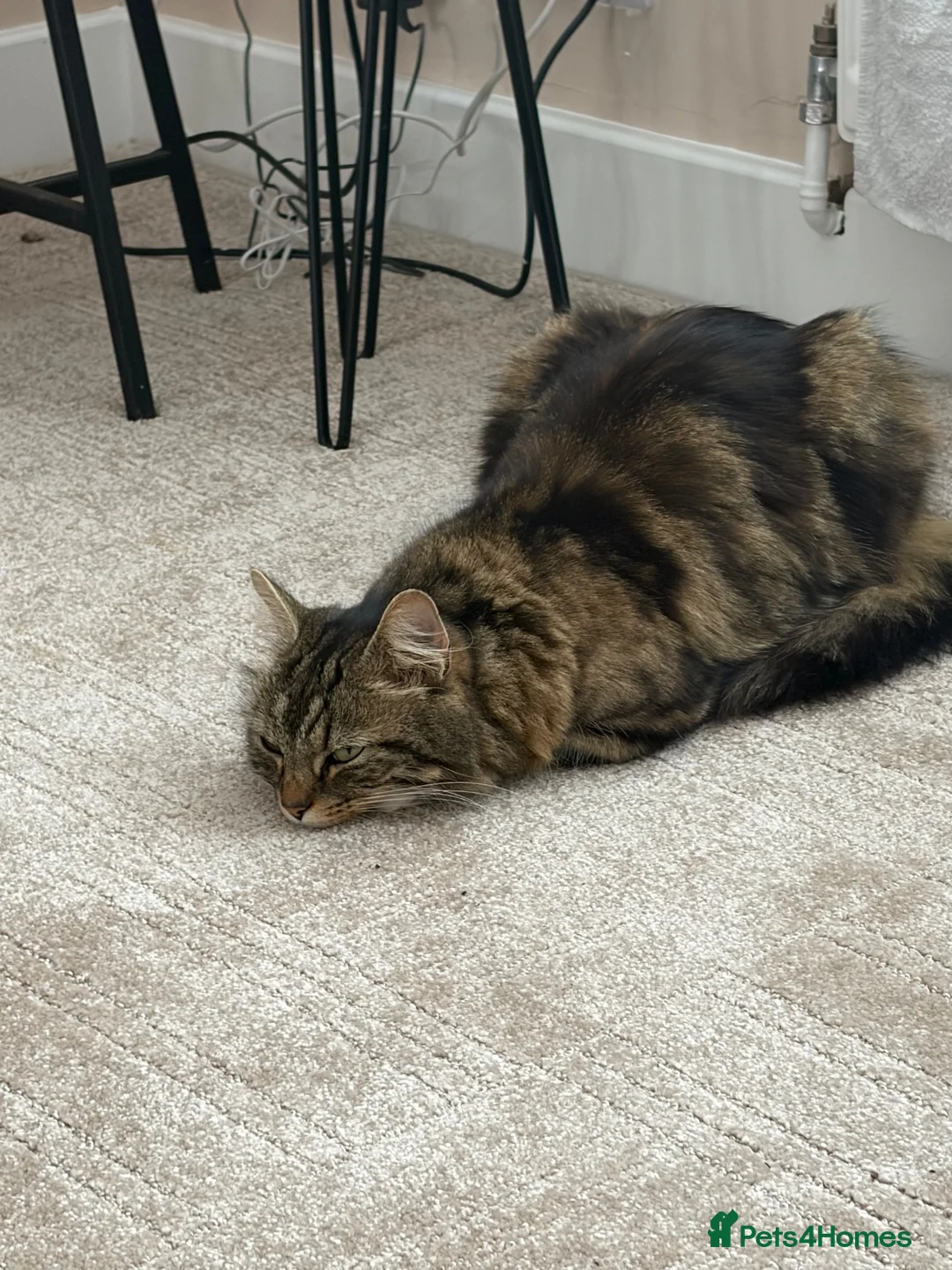 Domestic Shorthair cats for sale: Female cat in Middlesbrough - Advert 2