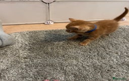 Mixed Breed cats for sale: Mixed breed Boys - Image 2