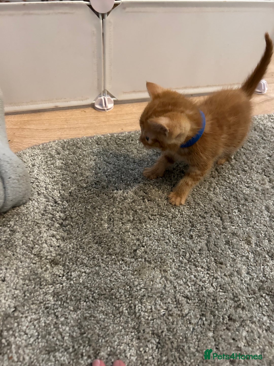 Mixed Breed cats for sale: Mixed breed Boys - Image 2