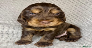 Cocker Spaniel dogs - Advert 15