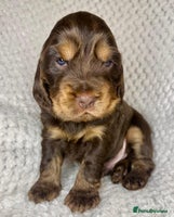 Cocker Spaniel dogs - Advert 3