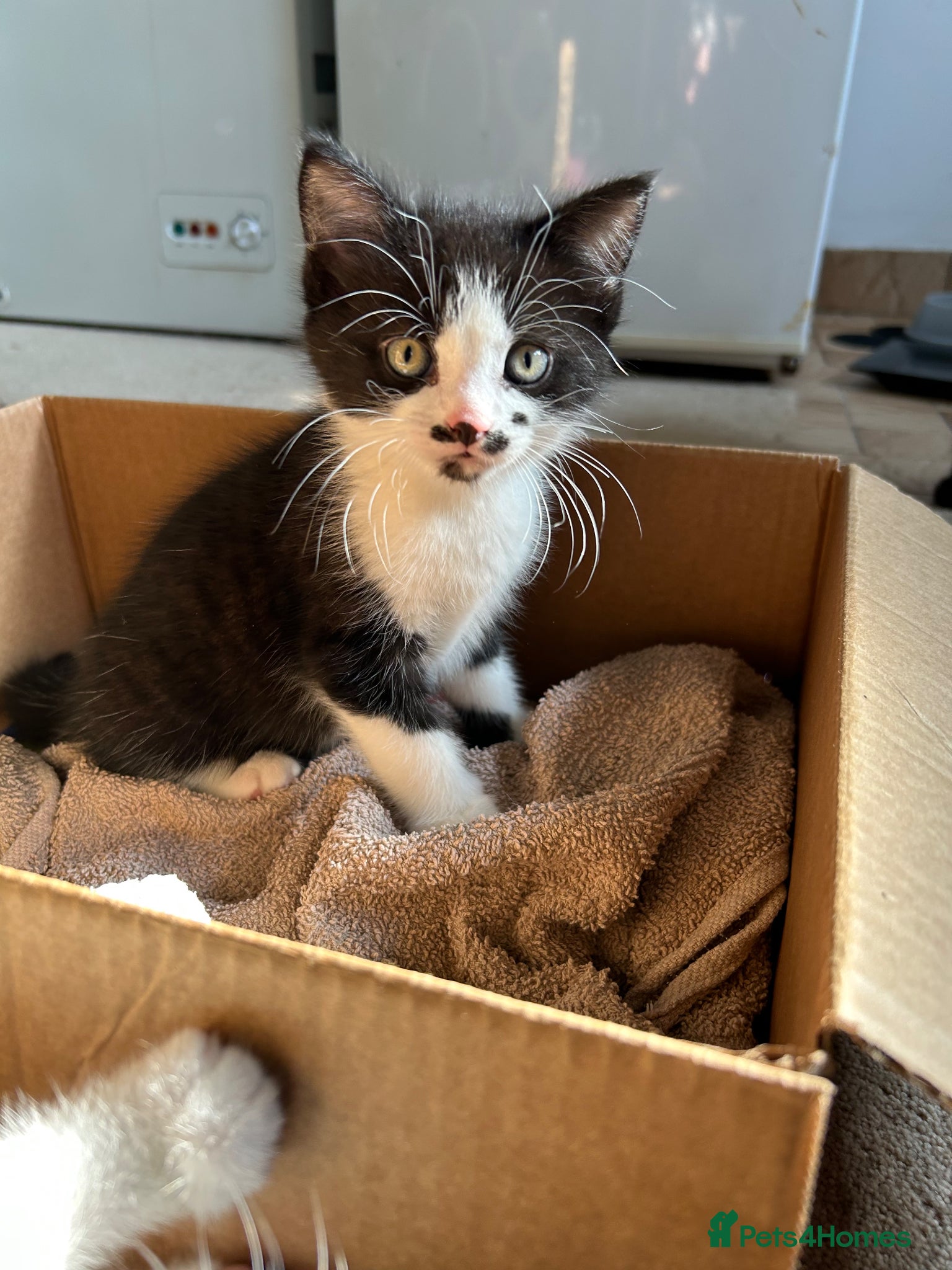 Domestic Shorthair cats Cheeky playful kittens looking for loving homes.  - Advert 3