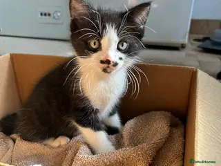 Domestic Shorthair cats Cheeky playful kittens looking for loving homes. - Advert 4