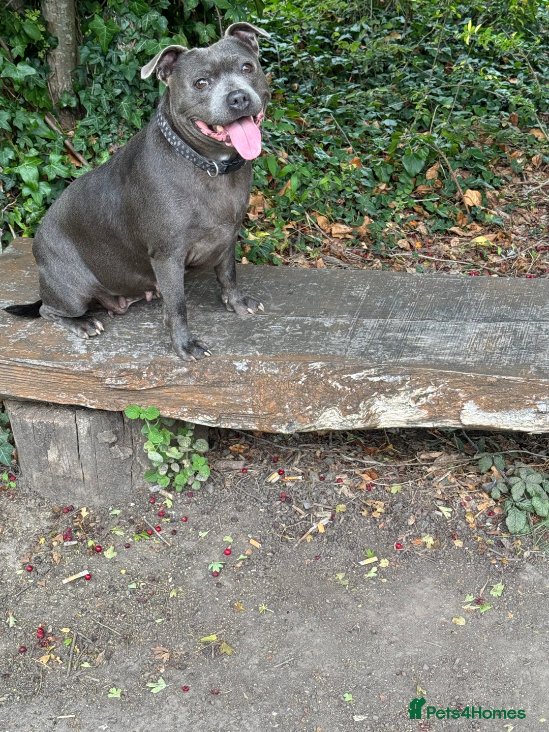 Staffordshire Bull Terrier dogs for sale: Staffordshire Bull Terrier - Advert 6