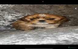 Shih Tzu dogs for sale: Shih tzu puppies - Image 7