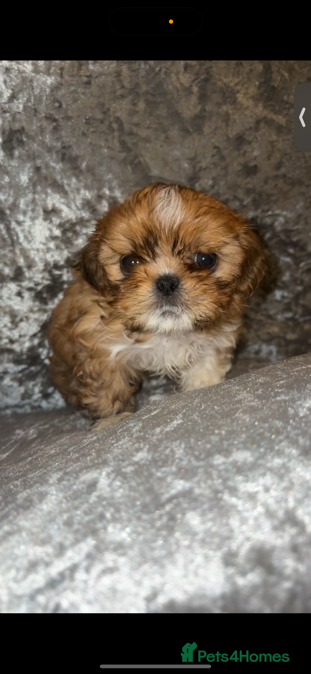 Shih Tzu dogs for sale: Shih tzu puppies - Image 7