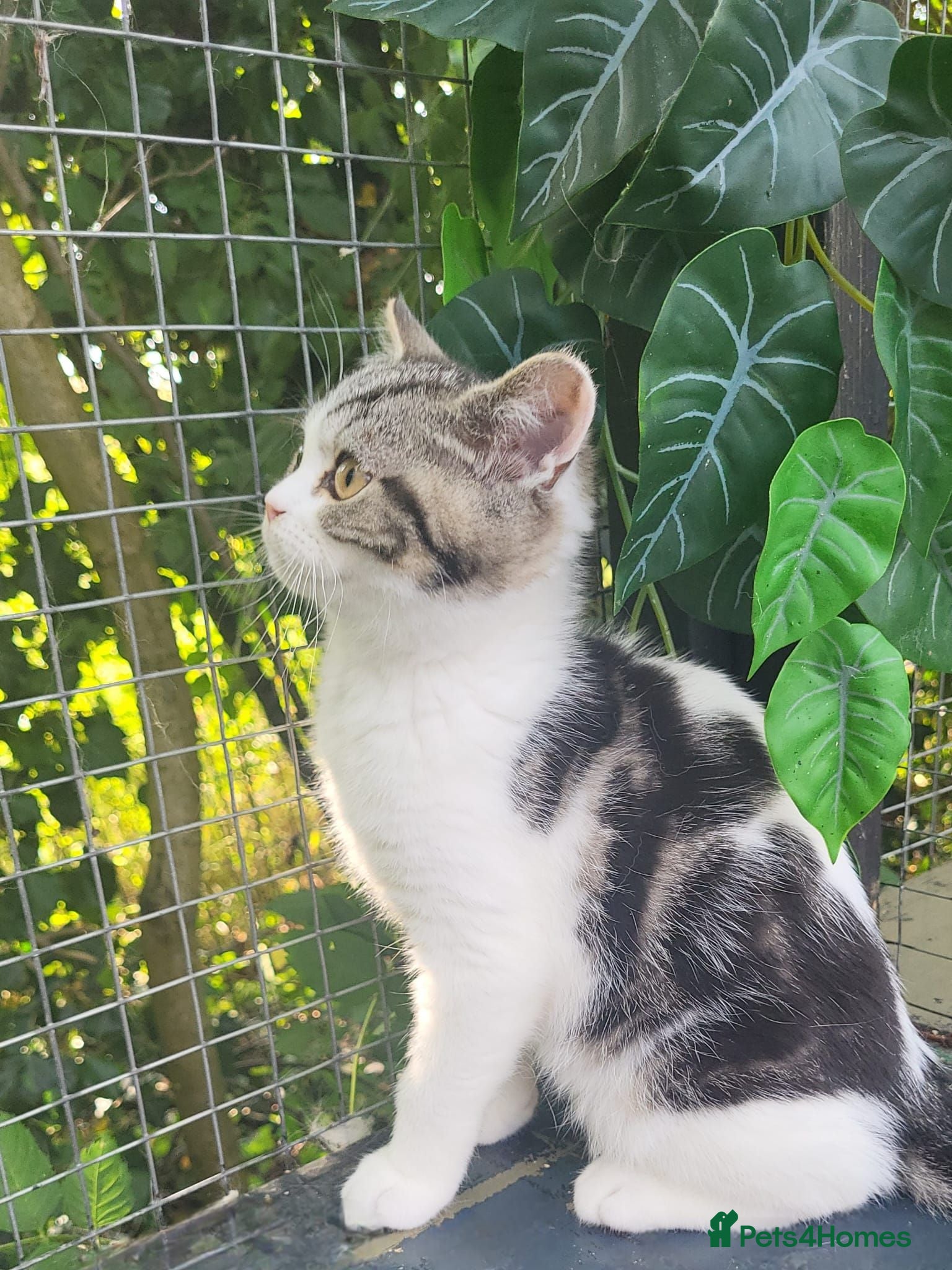 British Shorthair cats 🌟Super Rare Litter!!🌟Pedigree British Shorthairs - Advert 4