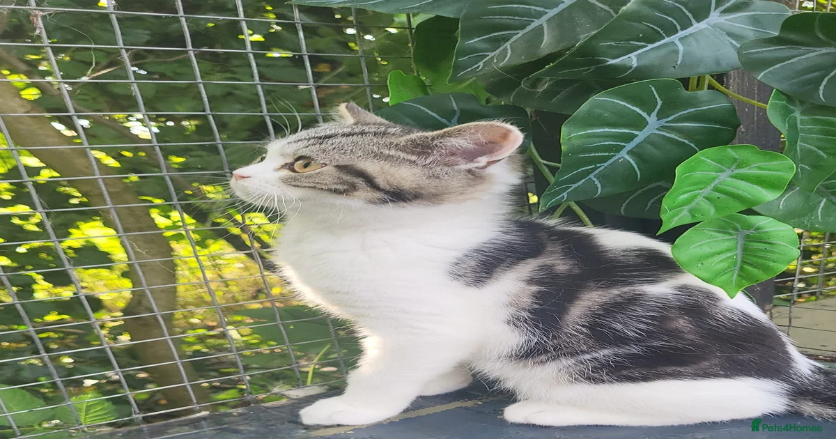 kittens-for-sale-pets4homes